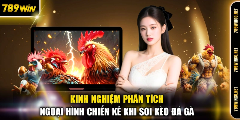 Kinh nghiệm phân tích ngoại hình chiến kê khi soi kèo đá gà